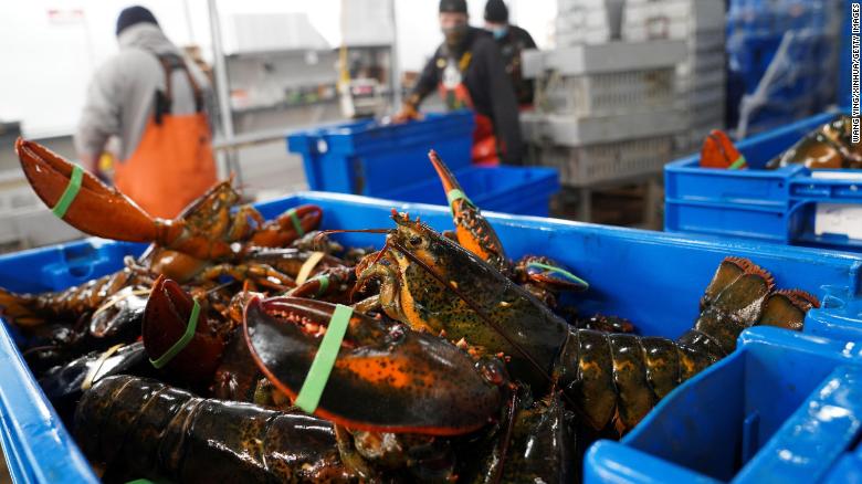 Maine politicians protest after lobsters placed on ‘red’ list