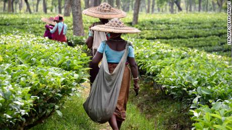 Indian laborers walk as they pluck tea leaves at a plantation in Ghandigram on April 30, 2019. 