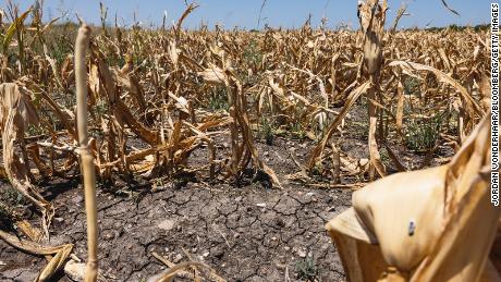 Corn crops that died due to extreme heat and drought during a heatwave in Austin, Texas, on Monday, July 11, 2022. 