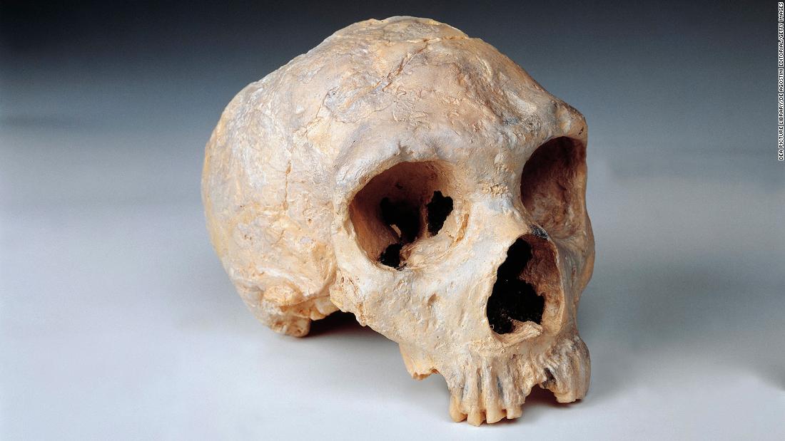 Diferenças nos cérebros de humanos e neandertais são reveladas