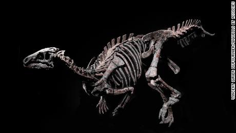 Jurassic dinosaur fossil will go up for auction in Paris - CNN Style