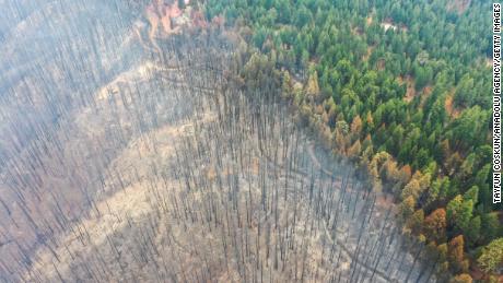 An aerial view of the burnt trees burning the Mosquito fire on Sunday. 