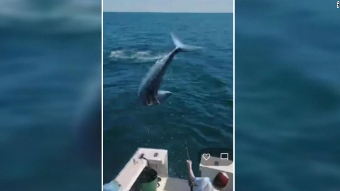 See moment shark jumps onto fishing boat in Maine – CNN Video