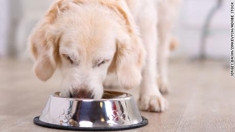 Nice taste.  Close up of beautiful dog eating from the bowl