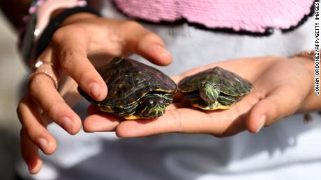 Smaller pets -- including things like mice, birds and turtles -- have a smaller climate impact.