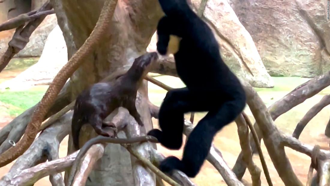Otter and ape make for cute odd couple at zoo – CNN Video