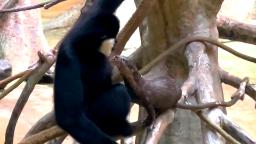 220915115601 otter meets gibbon 2 hp video Otter and ape make for cute odd couple at zoo