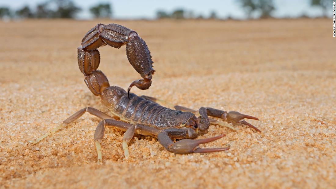 Research into the mating habits of constipated scorpions wins an Ig Nobel Prize
