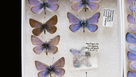Modrý motýl Zerses je vyhynulý a lze ho vidět pouze v muzejních sbírkách.