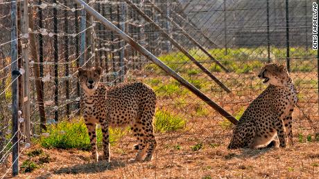 Two cheetahs could be seen in quarantine before being transferred to India. 