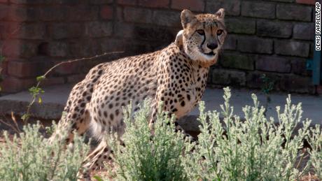 A cheetah runs inside a quarantine section before being relocated to India.