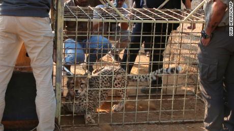 16 Eylül 2022'de Namibya, Otjiwarongo'daki Cheetah Conservation Fund'daki (CCF) bir taşıma kafesinin içinde bir çita yatıyor. 
