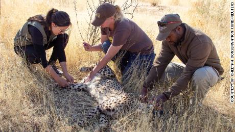 Vets draw blood from a cheetah to be transported to India at Erindi, Namibia, August 4, 2022. 