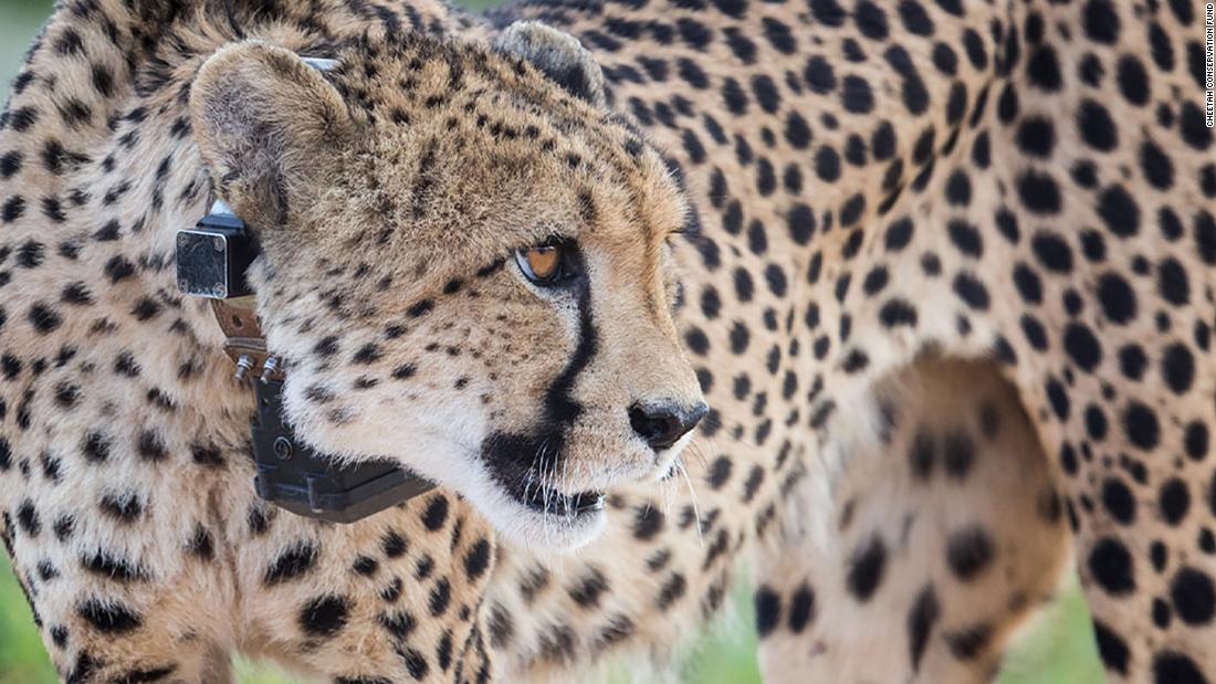 South Africa Signs Deal To Send Dozens Of Cheetahs To India - CNN