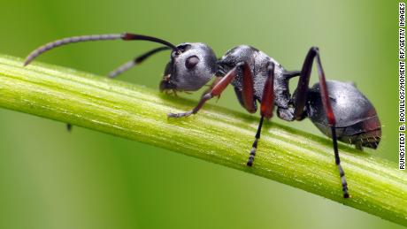 An estimated 3 million million ants live on the ground.
