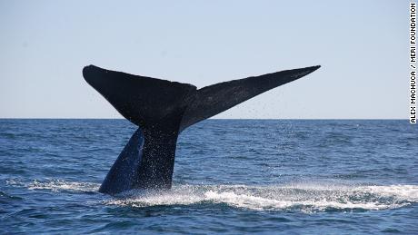 Şili'nin Corcovado Körfezi'nde bir mavi balinanın kuyruğu suyun üzerinde sallanıyor. 