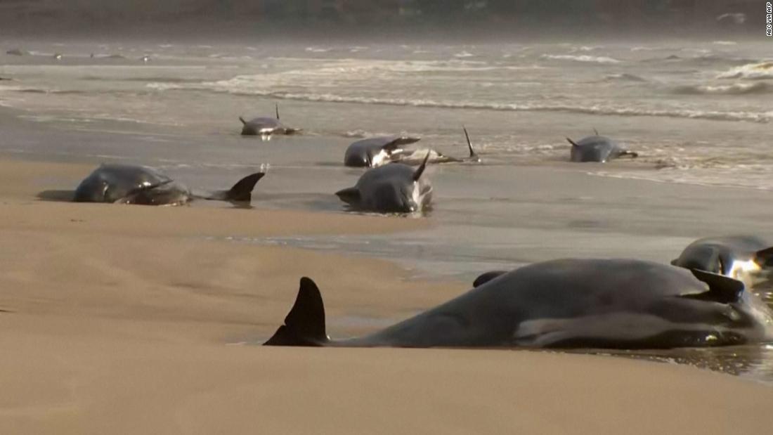 PHOTOS: Super Pod of 200 Pilot Whales Die in Mass Stranding in Australia