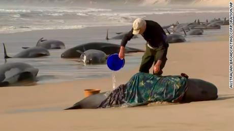 200 Wale tot, 35 überleben nach Massenstrandung in Australien