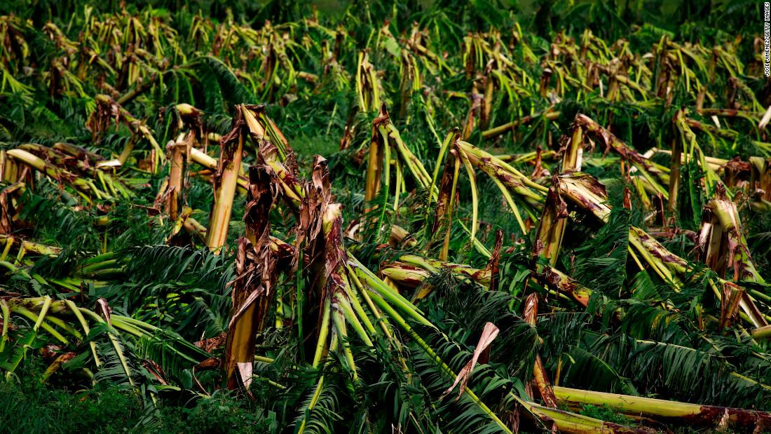 A damaged plantain crop field is seen Tuesday in Guanica, Puerto Rico.
