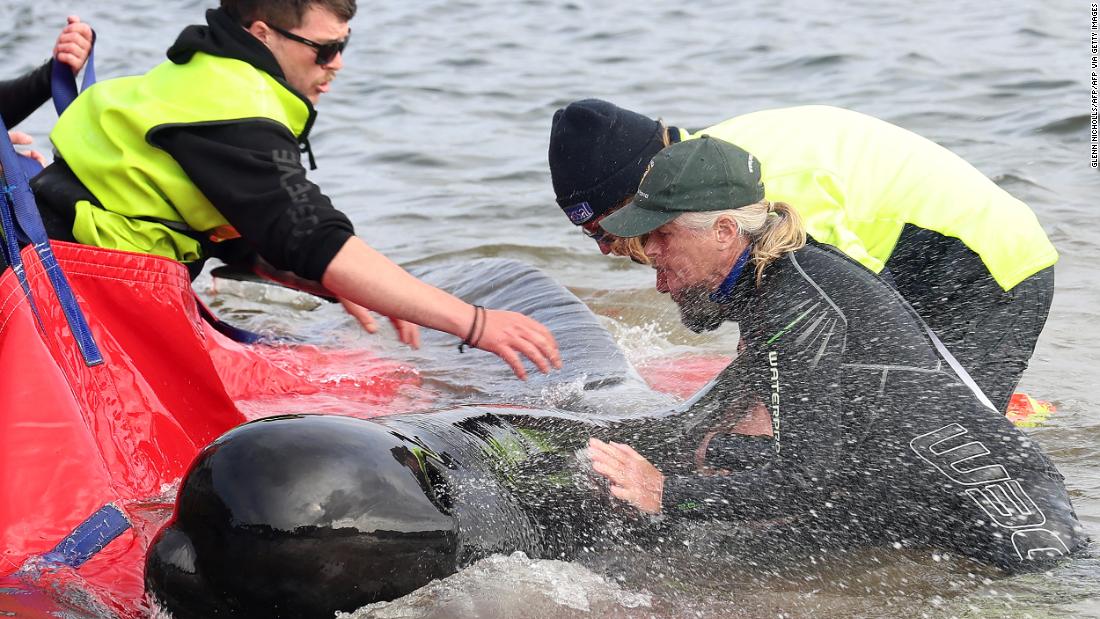 32 whales rescued after around 200 die in mass stranding in Australia