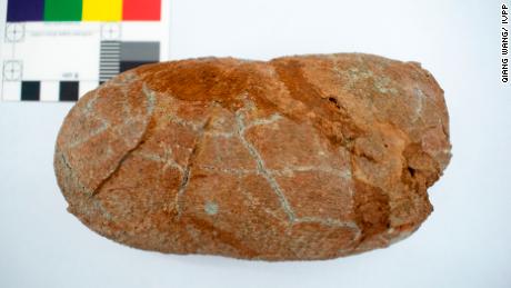 L'image est un œuf fossilisé appartenant à Macroolithus yaotunensis, qui a été examiné dans le cadre de la recherche. 