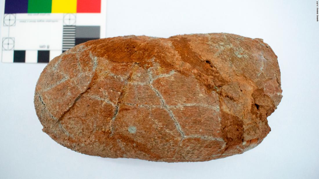 Fossil egg analysis in China adds to debate of what may have caused dinosaurs’ demise