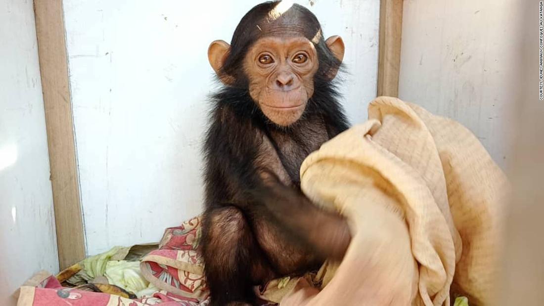 baby-chimps-kidnapped-for-ransom-from-sanctuary-in-dr-congo