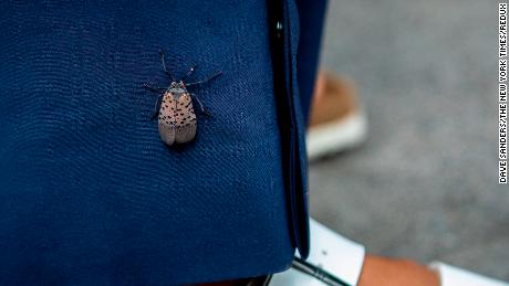 A spotted lanternfly on the pantleg of a New York City pedestrian.