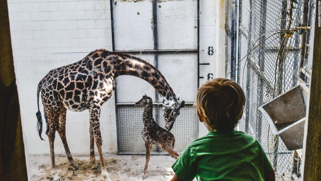 A giraffe unexpectedly gave birth right in front of zoo visitors