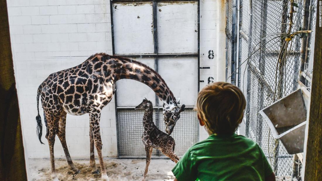 A giraffe gave birth in front of zoo visitors