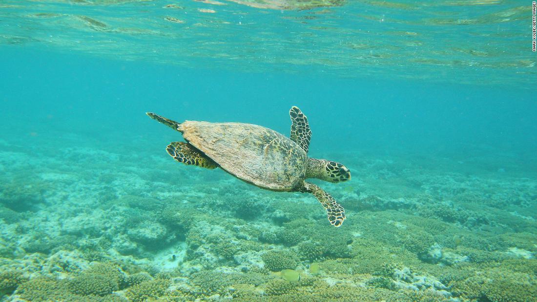 reports-of-sea-turtle-poaching-are-on-the-decline-study-says