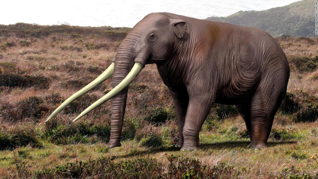12,000-year-old elephant remains discovered in Chile