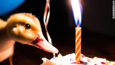 This image of a duck blowing out a candle on a cake was created by CNN&#39;s Rachel Metz via DALL-E 2.