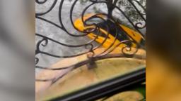 221001072151 mclaren underwater hp video Video shows $1 million car underwater after hurricane