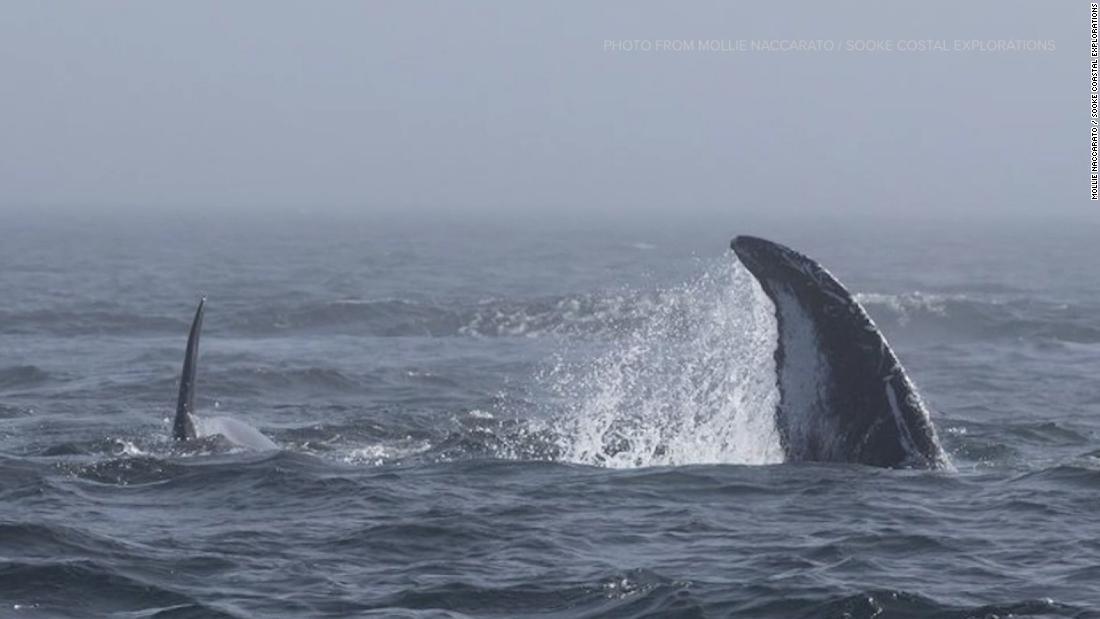 Two humpback whales clash with almost two dozen orcas