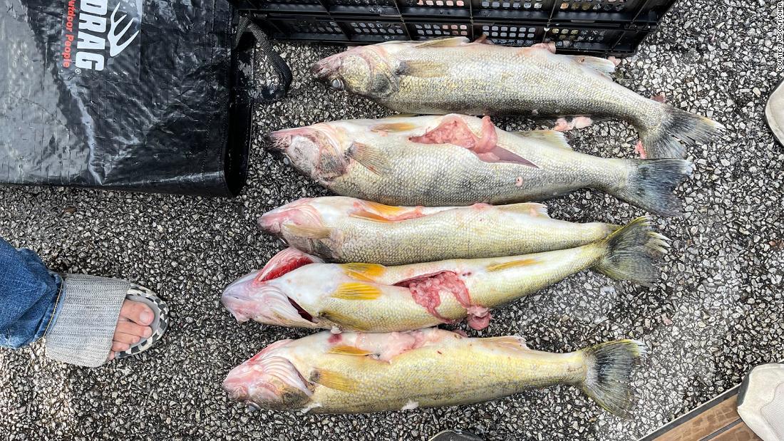 Lake Erie Walleye Trail: Cheating scandal rocks Ohio fishing