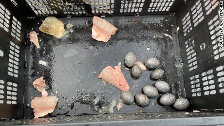 Lead weights and fish filets were found inside the team&#39;s catch.