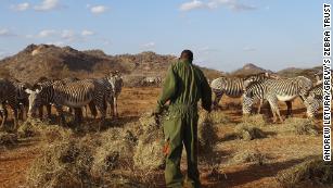 Miracle Zebra Survives Africa Despite Defect