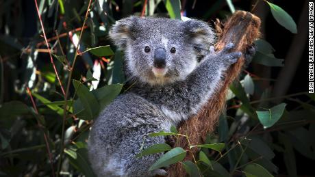 Koalas are on the list of priority species included in Australia&#39;s new Threatened Species Action Plan. 