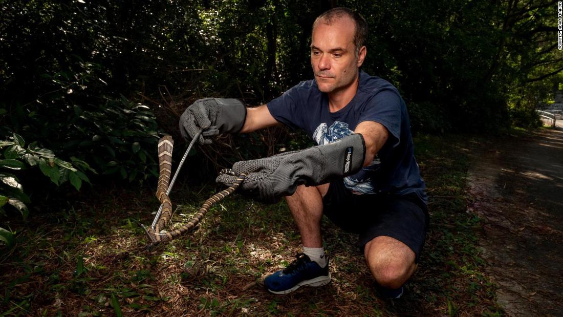 bamboo-vipers-and-many-banded-kraits-experiencing-hong-kong-s-snake-safari