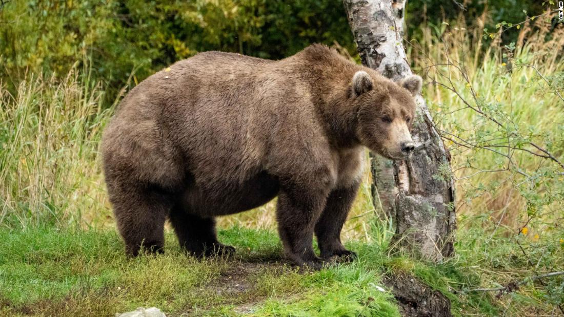 Fat Bear finalists face off after cheating scandal rocks voting