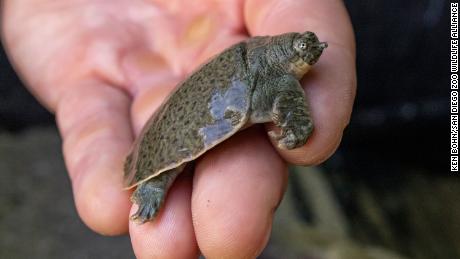 These endangered turtles just hatched for the first time in North America