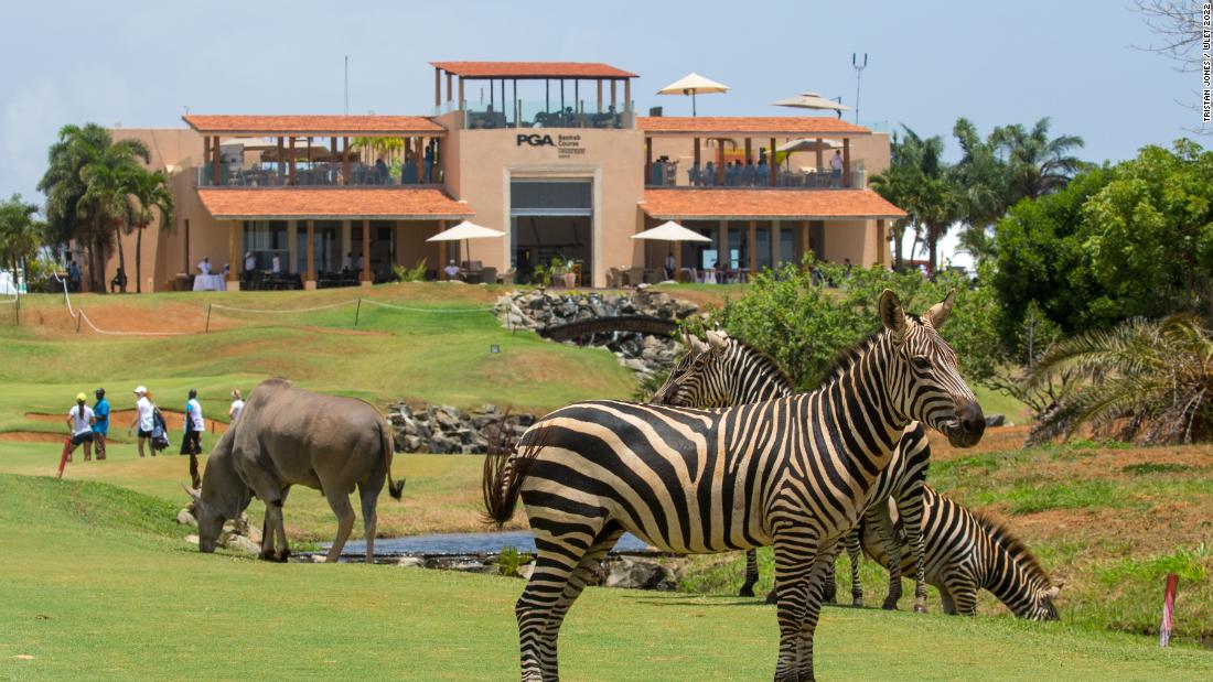 Zebras graze on the Baobab Course at Vipingo Ridge in Kenya during the Magical Kenya Ladies Open in 2022.