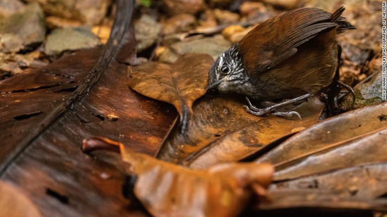 The Ultimate Guide To Wildlife Photography (89 Best Tips)