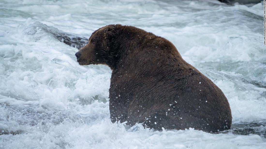 Fat Bear Week has a 2022 winner