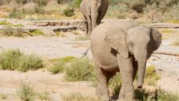 221014103118 namibia desert elephant video card hp video How Namibia's elephants have adapted to life in the desert