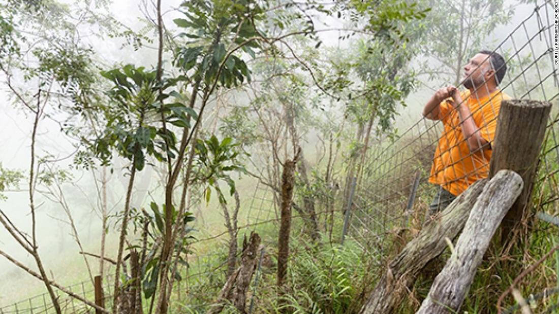 This plant was thought to be extinct until it was rediscovered in a crater on Hawaii