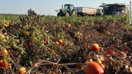 California&#39;s tomato farmers are getting squeezed by water crisis as growing costs continue to rise