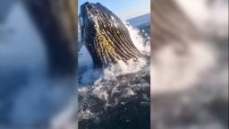 221015134725 whale hits boat orig hp video Hear son's colorful reaction after a whale interrupted fishing trip with his father