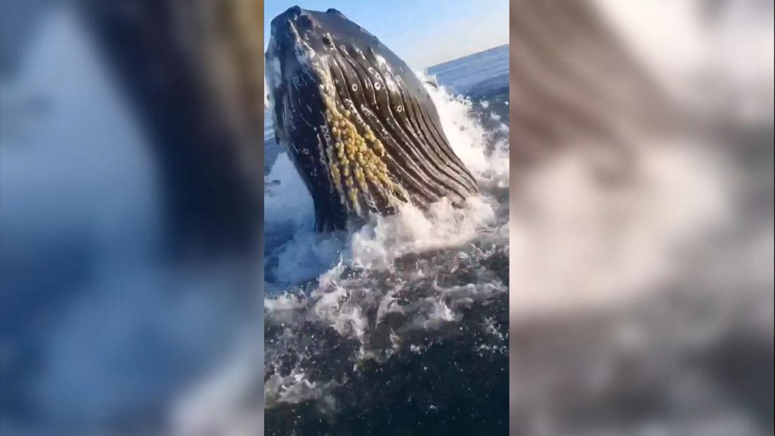 Hear son’s colorful reaction after a whale interrupted fishing trip with his father – CNN Video